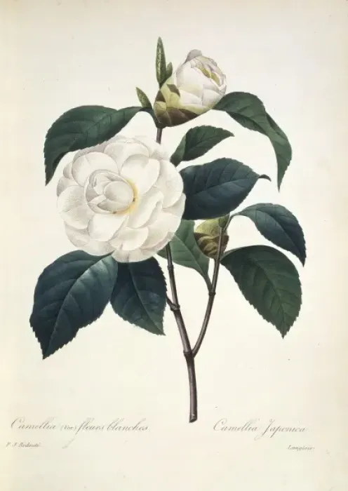 Framed Print : Camellia japonica, camellia Framed Print : Camellia japonica, camellia
