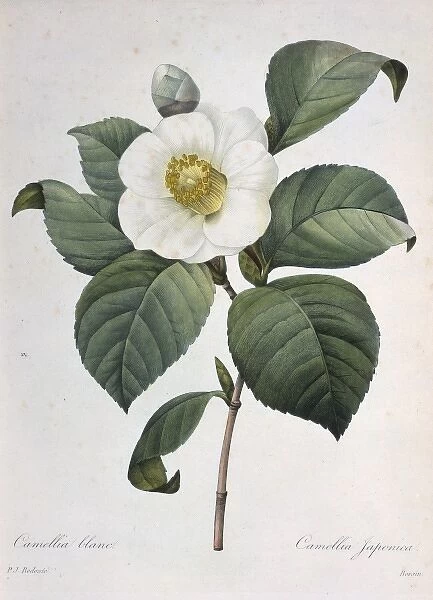 Camellia japonica, camellia