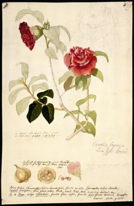 Framed Print : Camellia japonica, camellia Framed Print : Camellia japonica, camellia