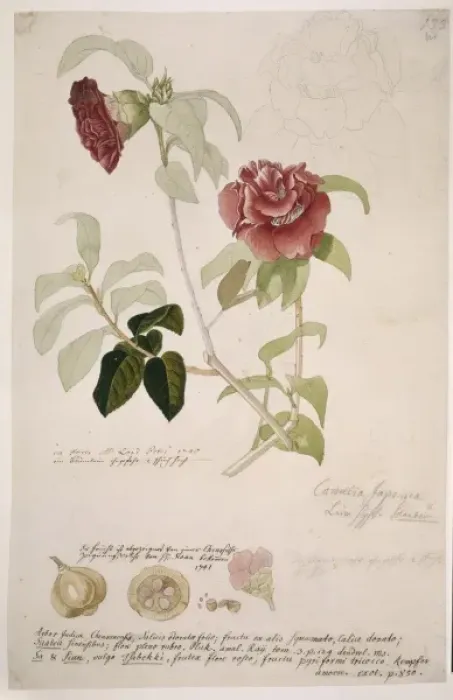 Framed Print : Camellia japonica, camellia Framed Print : Camellia japonica, camellia