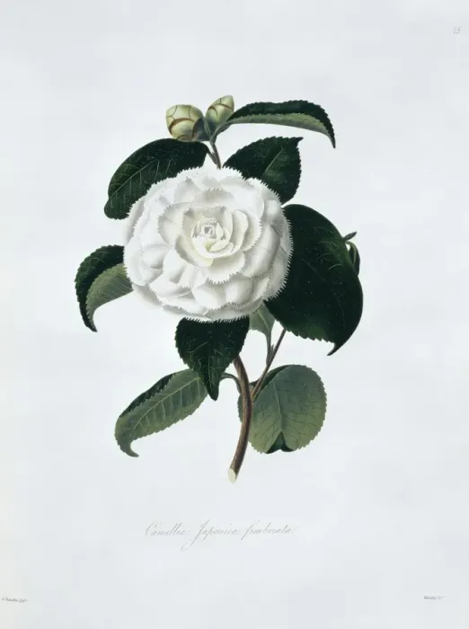 Framed Print : Camellia japonica fimbriata, camellia Framed Print : Camellia japonica fimbriata, camellia