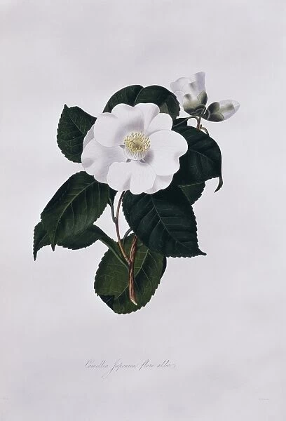 Camellia japonica flore albo, camellia