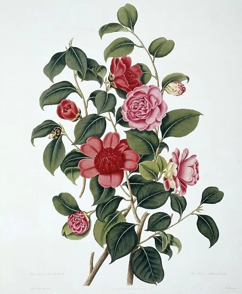 Camellia japonica, Japan rose