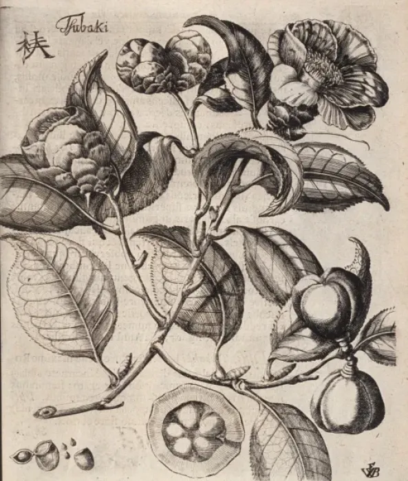 Framed Print : Camellia japonica L. camellia Framed Print : Camellia japonica L. camellia