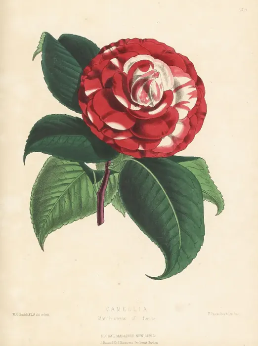 Framed Print : Camellia japonica, Marchioness of Lorne variety Framed Print : Camellia japonica, Marchioness of Lorne variety