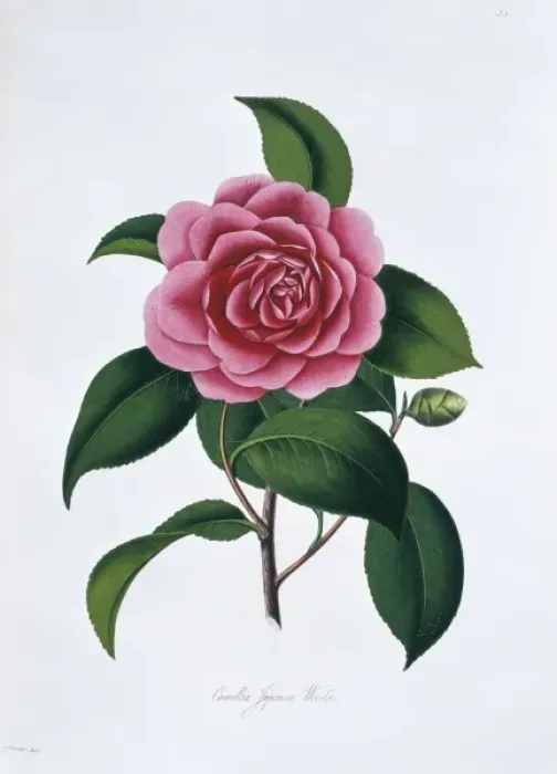 Framed Print : Camellia japonica paeoniflora rosea, camellia Framed Print : Camellia japonica paeoniflora rosea, camellia