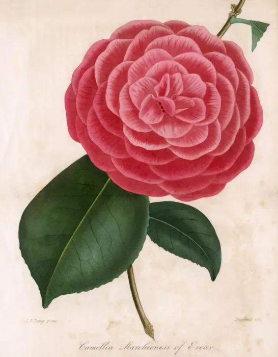 Framed Print : Camellia - Marchioness Framed Print : Camellia - Marchioness
