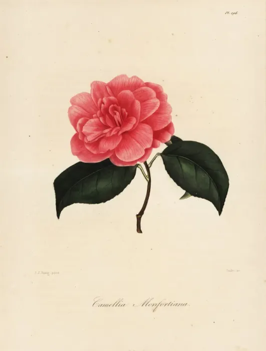 Framed Print : Camellia monfortiana Framed Print : Camellia monfortiana