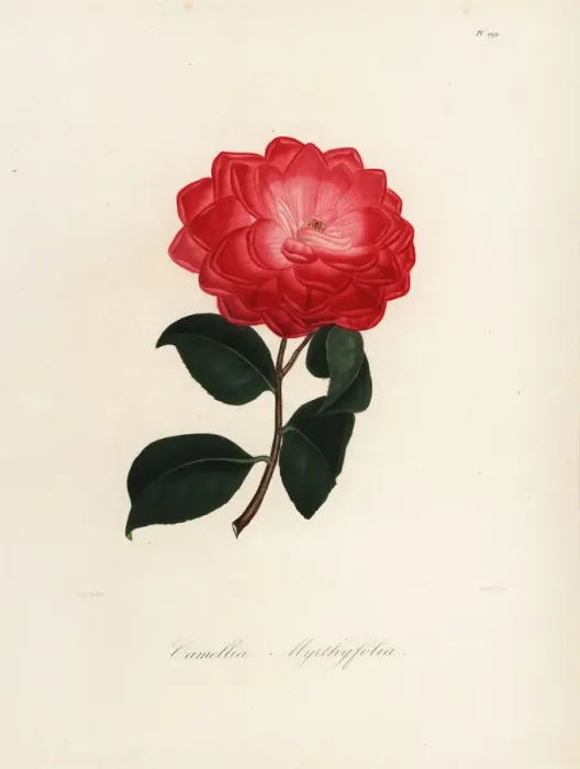 Framed Print : Camellia myrthyfolia Framed Print : Camellia myrthyfolia