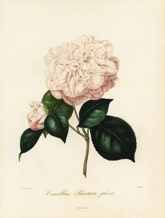 Framed Print : Camellia punctata plena Framed Print : Camellia punctata plena