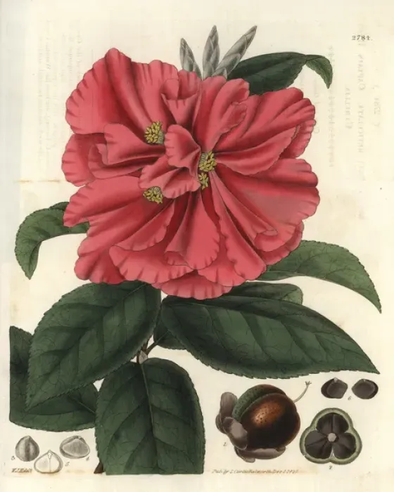 Framed Print : Camellia reticulata, Captain Rawes camellia Framed Print : Camellia reticulata, Captain Rawes camellia