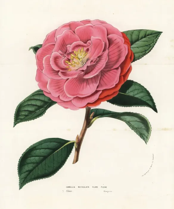 Framed Print : Camellia reticulata. Vulnerable Framed Print : Camellia reticulata. Vulnerable
