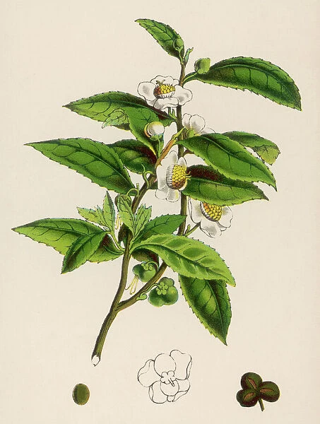 Camellia Sinensis (Tea)