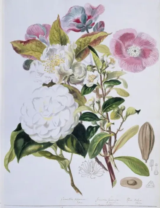 Framed Print : Camellia sp. camellia Framed Print : Camellia sp. camellia