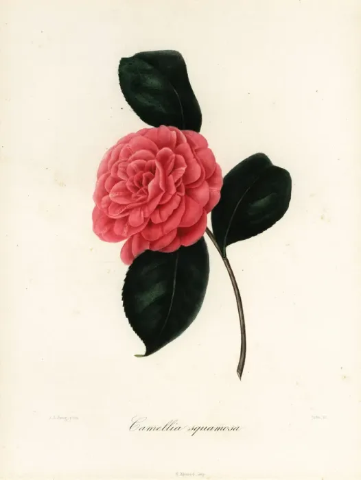 Framed Print : Camellia squamosa Framed Print : Camellia squamosa