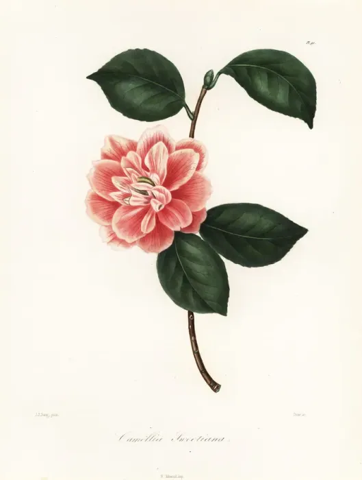 Framed Print : Camellia sweetiana Framed Print : Camellia sweetiana