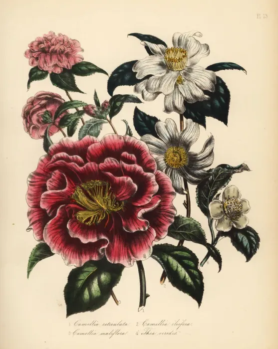 Framed Print : Camellia and tea species Framed Print : Camellia and tea species