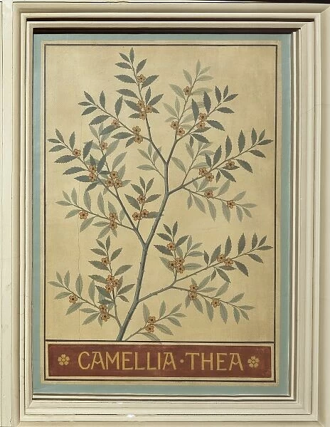 Camellia thea, tea