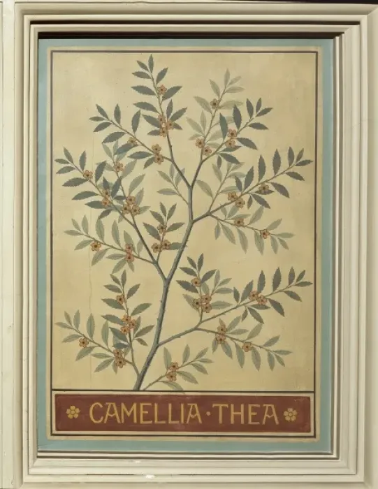 Framed Print : Camellia thea, tea Framed Print : Camellia thea, tea