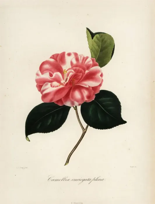 Framed Print : Camellia variegata plena Framed Print : Camellia variegata plena
