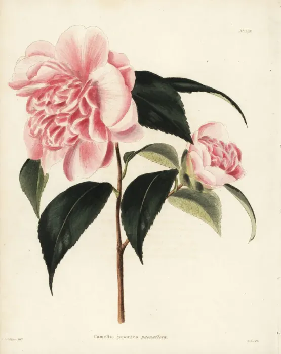 Framed Print : Camellia variety, Camellia japonica paeonaeflora