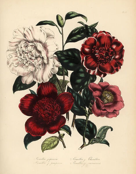 Camellia and waratah species