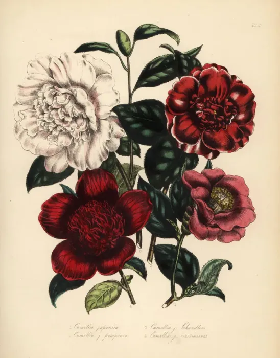 Framed Print : Camellia and waratah species Framed Print : Camellia and waratah species