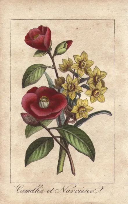 Framed Print : Camellias and daffodils, Camellia japonica Framed Print : Camellias and daffodils, Camellia japonica