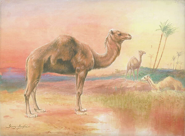 Camels by George Rankin