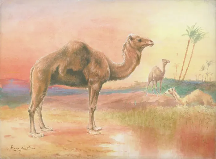 Framed Print : Camels by George Rankin Framed Print : Camels by George Rankin
