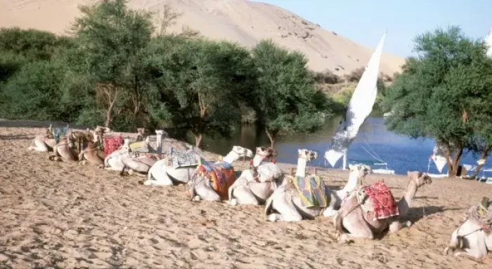 Framed Print : Camels on the banks of the River Nile, Egypt Framed Print : Camels on the banks of the River Nile, Egypt