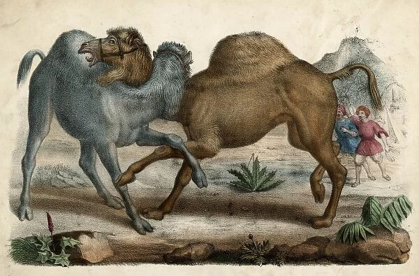 Camels Fighting C1845