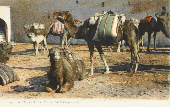 Framed Print : Camels at a Fondouk Framed Print : Camels at a Fondouk