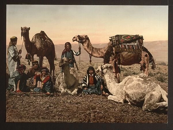 Camels halting in the desert, Holy Land