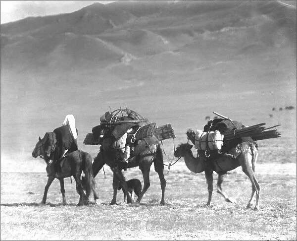 Two camels and a horse, Kashgar, western China