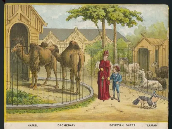Framed Print : Camels and Lamas Zoo Framed Print : Camels and Lamas Zoo