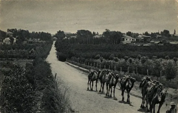 Framed Print : Camels and orange groves, Palestine Framed Print : Camels and orange groves, Palestine