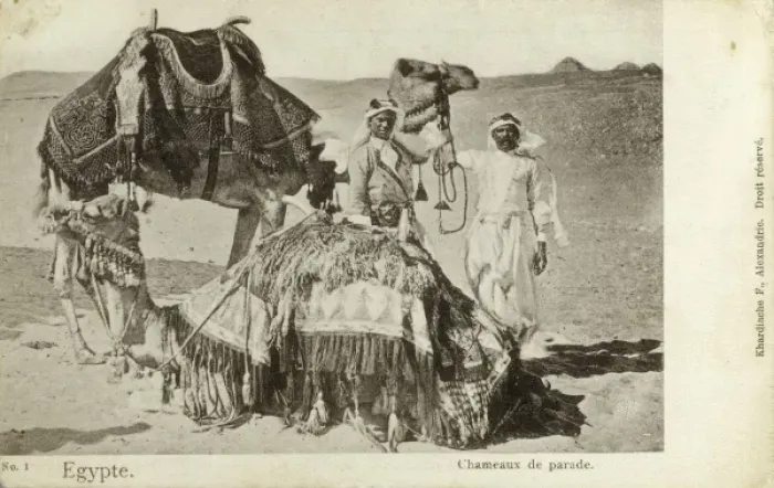 Framed Print : Camels and their owners - Egypt Framed Print : Camels and their owners - Egypt