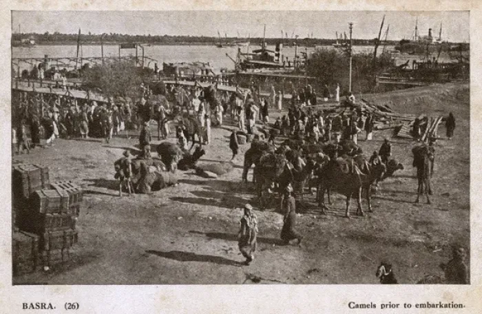 Framed Print : Camels ready for embarkation, Basra, Iraq Framed Print : Camels ready for embarkation, Basra, Iraq