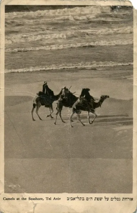 Framed Print : Camels on seashore, Tel Aviv, Israel Framed Print : Camels on seashore, Tel Aviv, Israel