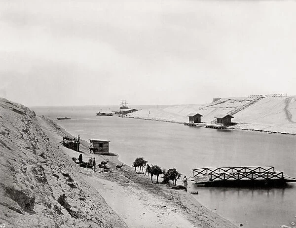 Camels along the side of the Suez Canal, Egypt