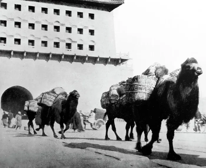 Framed Print : Camels transporting coal, Beijing, China, early 1900s Framed Print : Camels transporting coal, Beijing, China, early 1900s