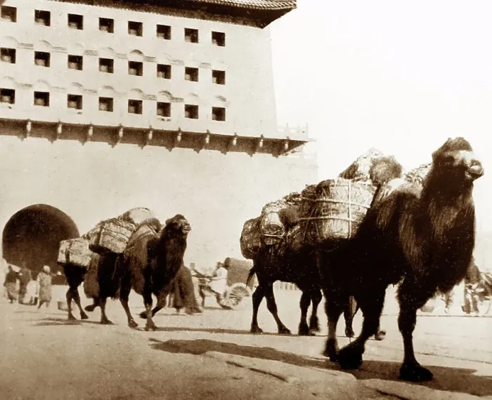 Framed Print : Camels transporting coal, Beijing, China, early 1900s Framed Print : Camels transporting coal, Beijing, China, early 1900s
