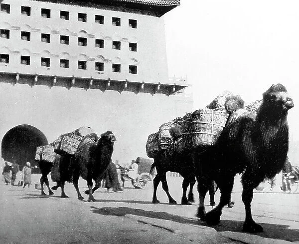 Camels transporting coal, Beijing, China, early 1900s