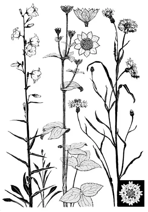 Framed Print : Campanula, etc Framed Print : Campanula, etc