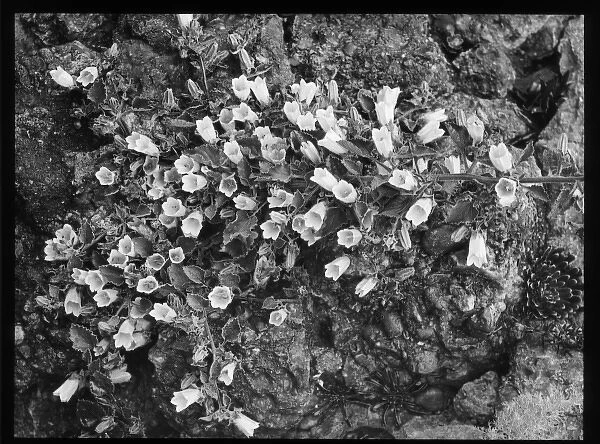 Campanula (Bellflower) Velutina