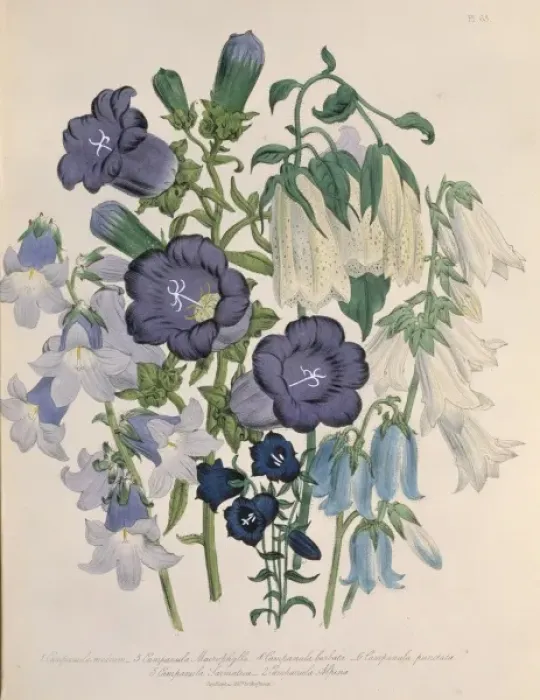 Framed Print : Campanula medium, Canterbury bells Framed Print : Campanula medium, Canterbury bells