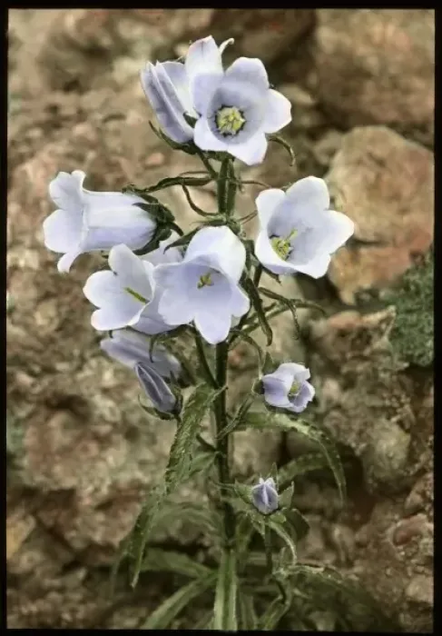 Framed Print : Campanula Speciosa (Pyrenean Bellflower) Framed Print : Campanula Speciosa (Pyrenean Bellflower)