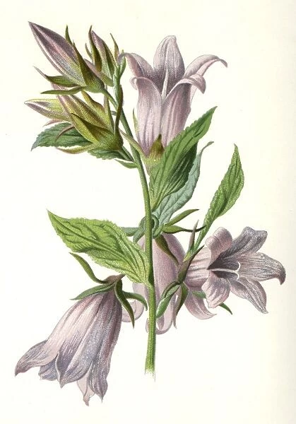Campanula Trachelium