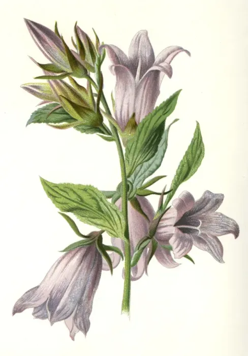 Framed Print : Campanula Trachelium Framed Print : Campanula Trachelium